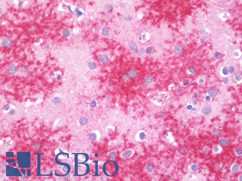IHC-plus™ Monoclonal Mouse anti-Human SIGLEC9 Antibody (clone 8F7, IHC, WB)