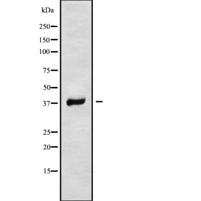 RNF167 Antibody