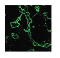 Influenza A Virus Hemagglutinin Antibody (aa128-143)