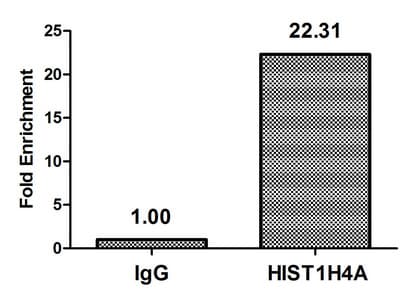 HIST1H4I Antibody