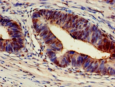ARF4 Antibody