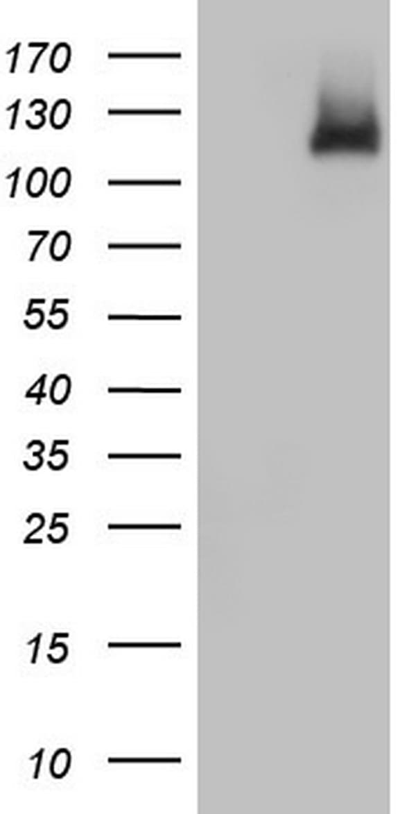 MCM2 Antibody (clone OTI1C7)