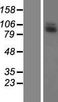 Human LRRC41 Protein (Over-Expression Lysate Myc-DDK (Flag))
