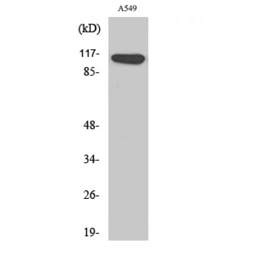 PPFIBP1 Antibody (270-350 aa, Internal)