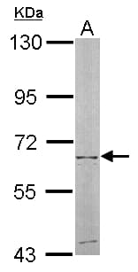 NT5C2 Antibody (aa108-362)