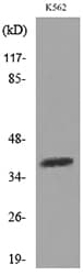 SLAMF1 / SLAM / CD150 Antibody