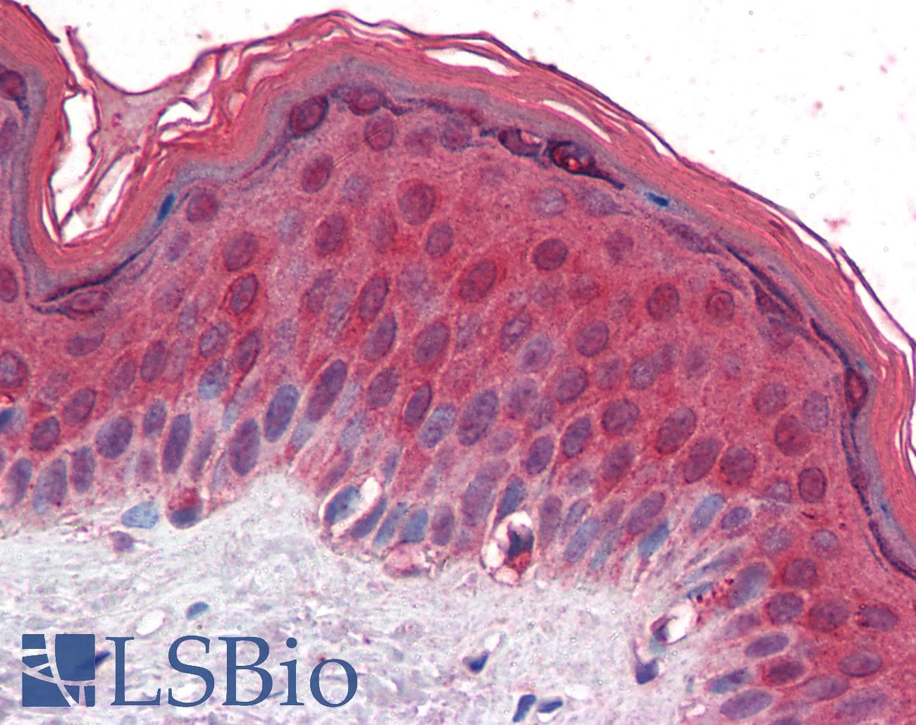 HIF1A / HIF1 Alpha Antibody (DY650)