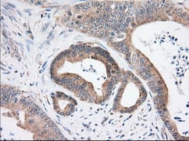 USP5 Antibody (clone OTI2F5)