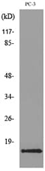CCL26 / Eotaxin 3 Antibody