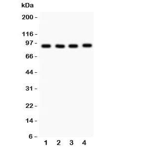 VCP Antibody (aa732-760)