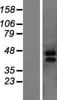 MARVELD3 Protein (Over-Expression Lysate Myc-DDK (Flag))