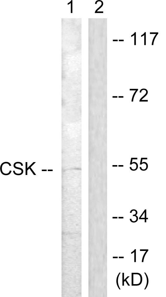 c-Src Kinase / CSK Antibody (aa330-379)