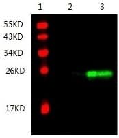 TIMP3 Antibody (Preservative Free)