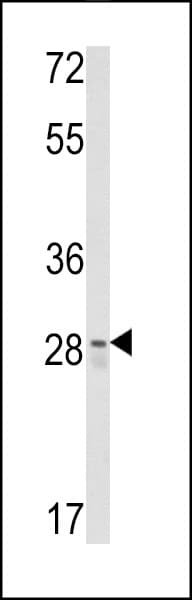 IHC-plus™ CUEDC2 Antibody (aa239-267)