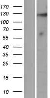 KIAA1614 Protein (Over-Expression Lysate Myc-DDK (Flag))