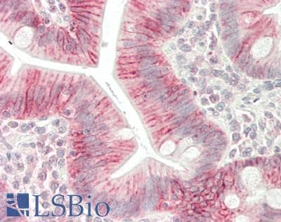 IHC-plus™ ATP1A1 Antibody