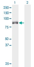 Monoclonal Mouse anti-Human KIF9 Antibody (clone 4E9, WB)