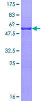 Human EFHD1 Protein (Recombinant GST)