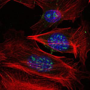 Monoclonal Mouse anti-Human MAP3K2 / MEKK2 Antibody (clone 4B4, IHC, IF, WB)
