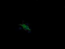 MDM4 / MDMX Antibody (clone OTI1E8)