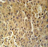 HSD17B13 Antibody (aa81-110)