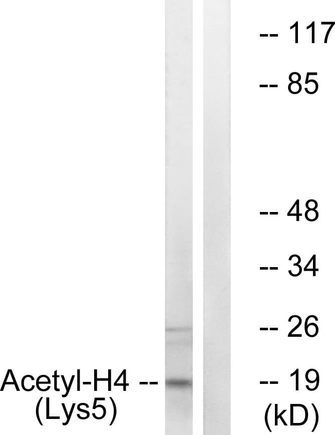 IHC-plus™ Histone H4 Antibody (Acetyl-Lys5)