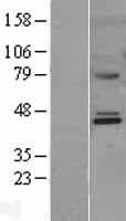 MMAA Protein (Over-Expression Lysate Myc-DDK (Flag))