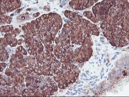CPA2 Antibody (clone OTI1C7)