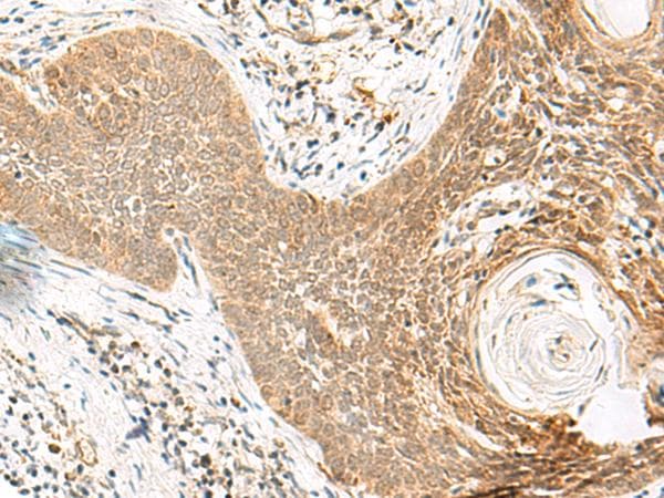 ORC4L / ORC4 Antibody
