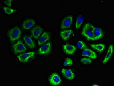 SLC3A1 / ATR1 Antibody