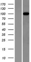 ITIH3 Protein (Over-Expression Lysate Myc-DDK (Flag))