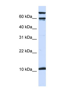 GAL / Galanin Antibody (aa36-85)