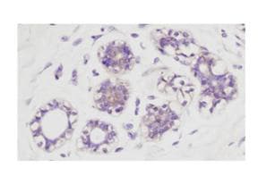 AKT1 + AKT2 + AKT3 Antibody (phospho-Ser473)