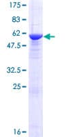 Human NRBP2 Protein (Recombinant GST)
