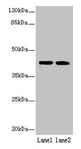 Polyclonal Rabbit anti-Human SDF4 Antibody (WB)
