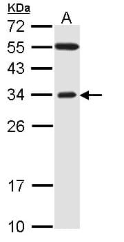 FBXO2 Antibody (aa234-296)