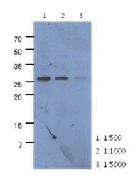 CMBL Antibody (clone AT2B11)