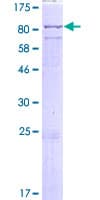 Human LINGO2 Protein (Recombinant GST)