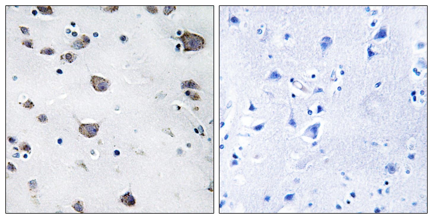 AIFM3 Antibody (aa10-59)