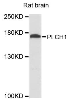 PLCH1 Antibody