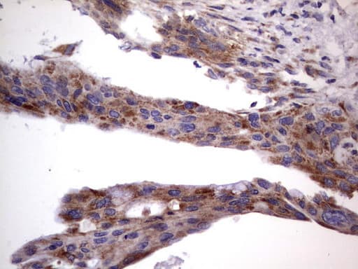 MRPS7 Antibody (aa38-242, clone UMAB156)