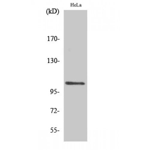 NFKB1 / NF-Kappa-B Antibody (870-950 aa)