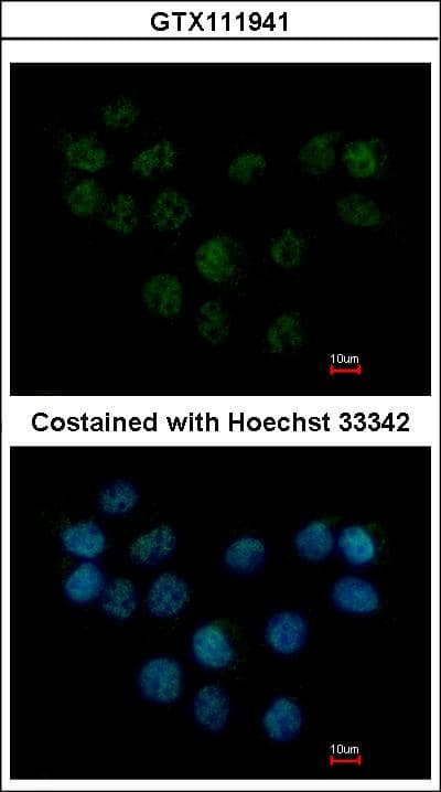 SMC1B Antibody (aa154-433)