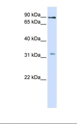 Polyclonal Rabbit anti-Human LRRC8B Antibody (aa542-591, IHC, WB)