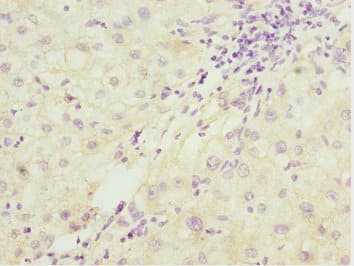 PDCD2L Antibody