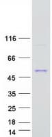 Human GDPGP1 / C15orf58 Protein (Recombinant Myc-DDK (Flag))