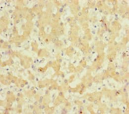 NELL1 Antibody