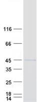 Human NR2F1 / Coup-TF Protein (Recombinant Myc-DDK (Flag))