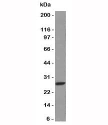 Mouse Anti-Human Kappa Light Chain Secondary Antibody (clone HP6053 + L1C1)