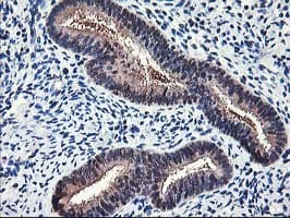 ALS2CR1 / NIF3L1 Antibody (clone OTI5A7, Carrier-free)